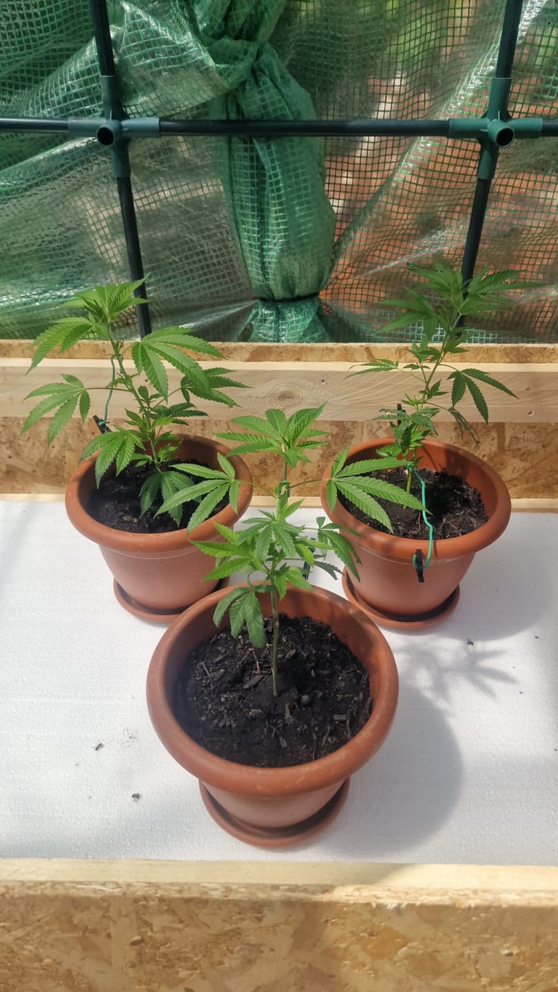 Customer photo review of Einsteiger Set THC Stecklinge