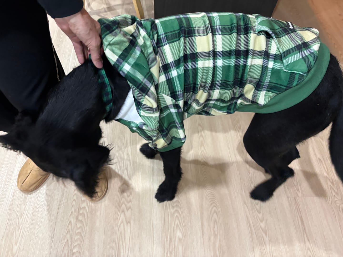 Customer photo review of Green Plaid Dog Hoodie