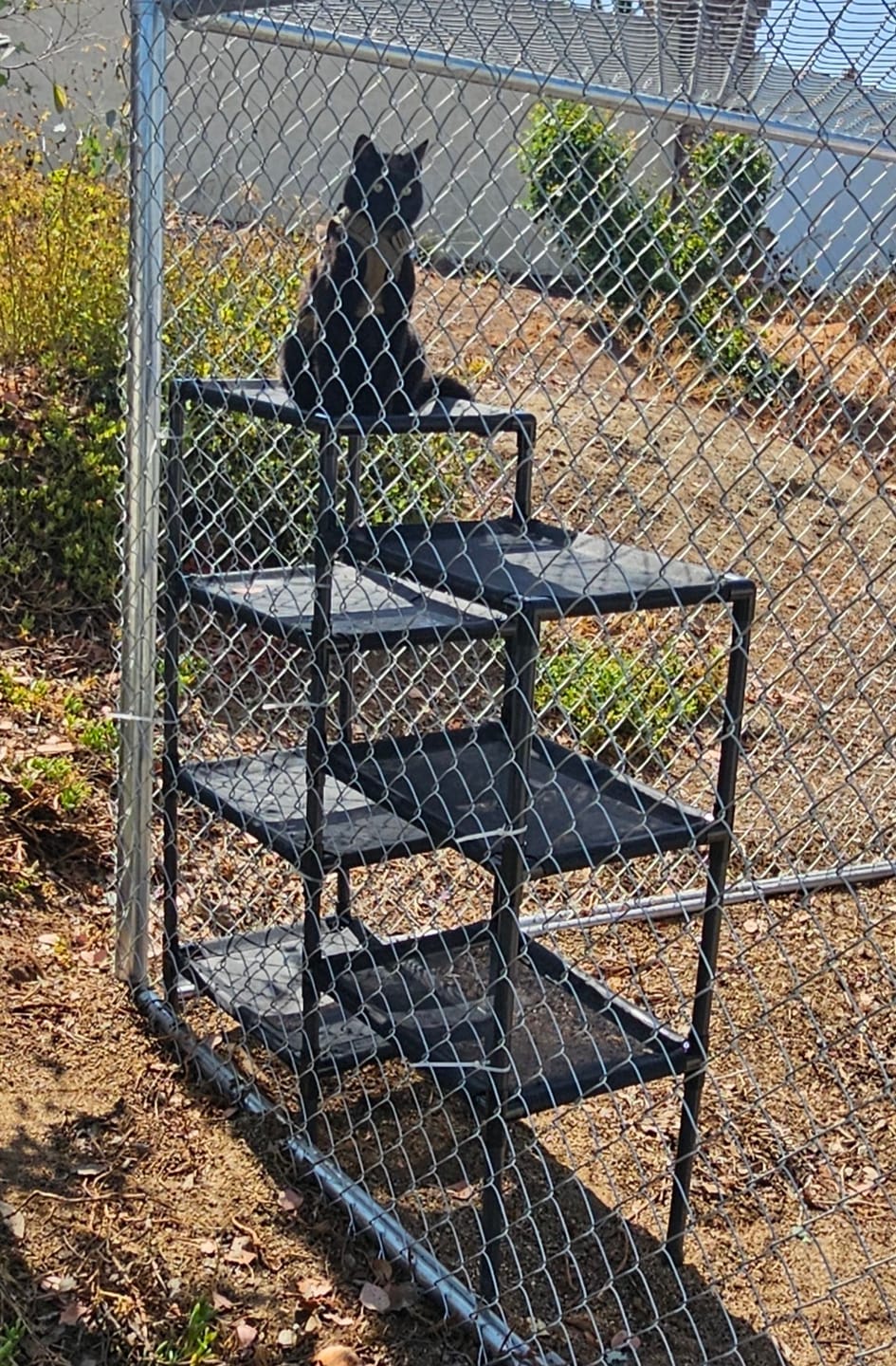Customer photo review of Durable Cat Tower - Haven