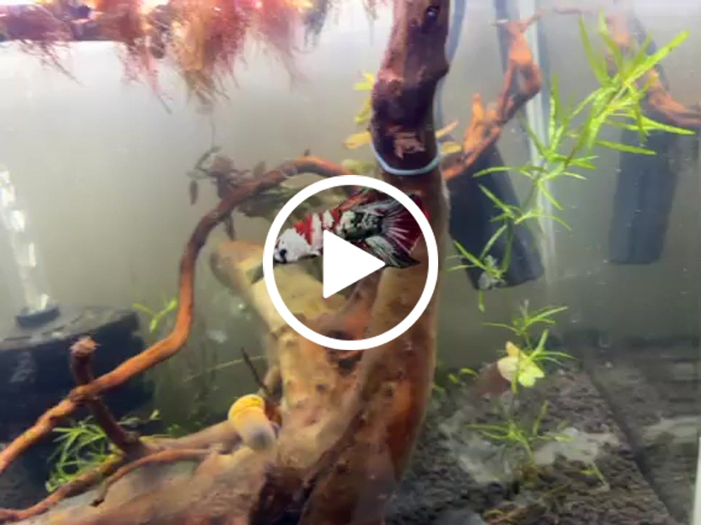 Customer video review of Multicolor Yellow Base Plakat Male Betta Fish | Order Directly From Farm |  You Pick Fish