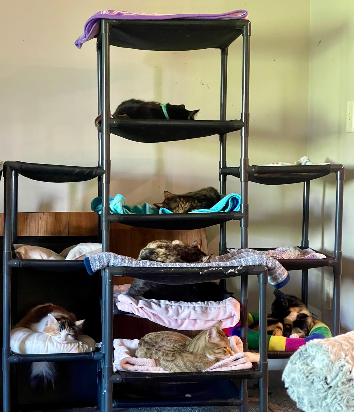 Customer photo review of Durable Cat Tower | Peak