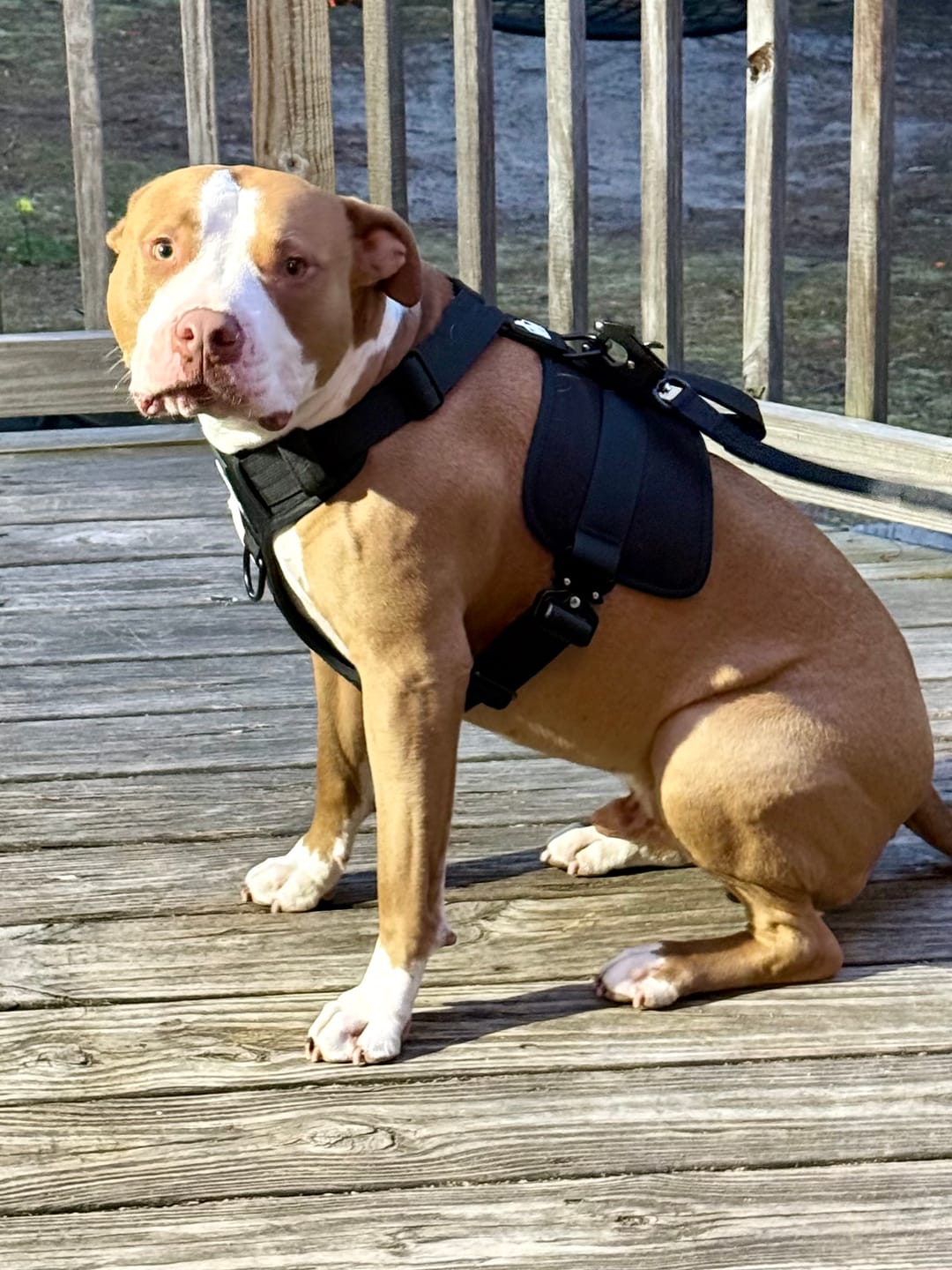 Customer photo review of No Pull Bully Proof Harness
