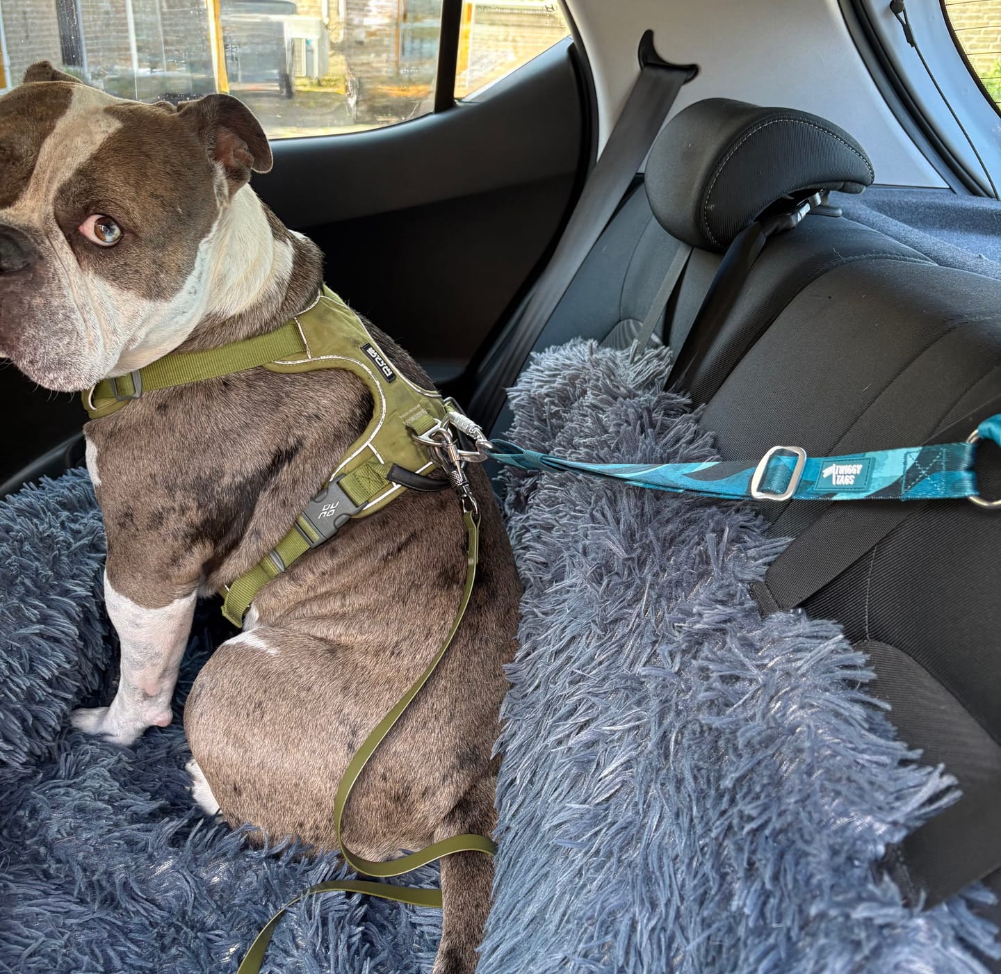 Customer photo review of Headrest Seat Belt
