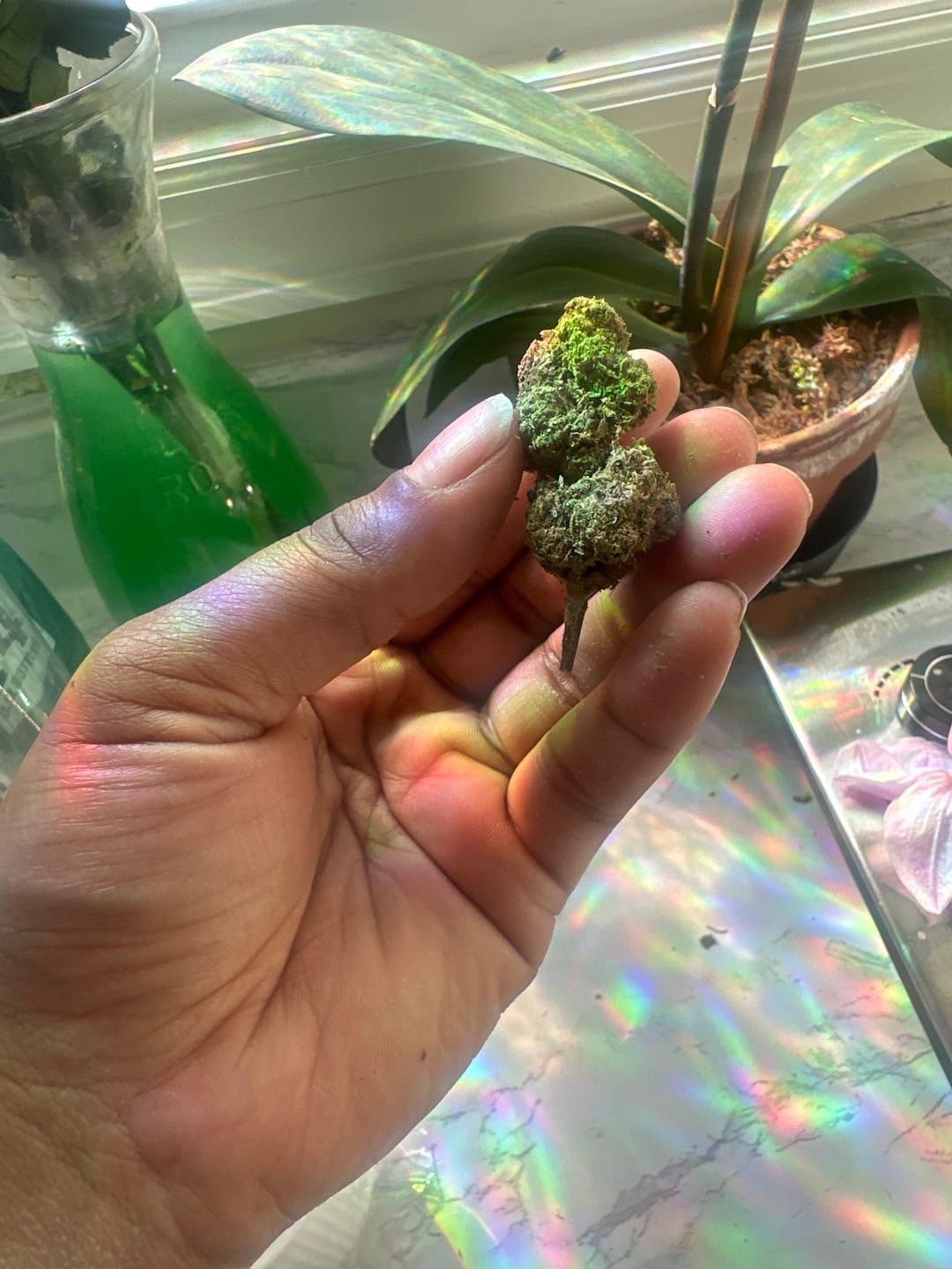 Customer photo review of Biscotti Cake - 28 Grams - Hybrid
