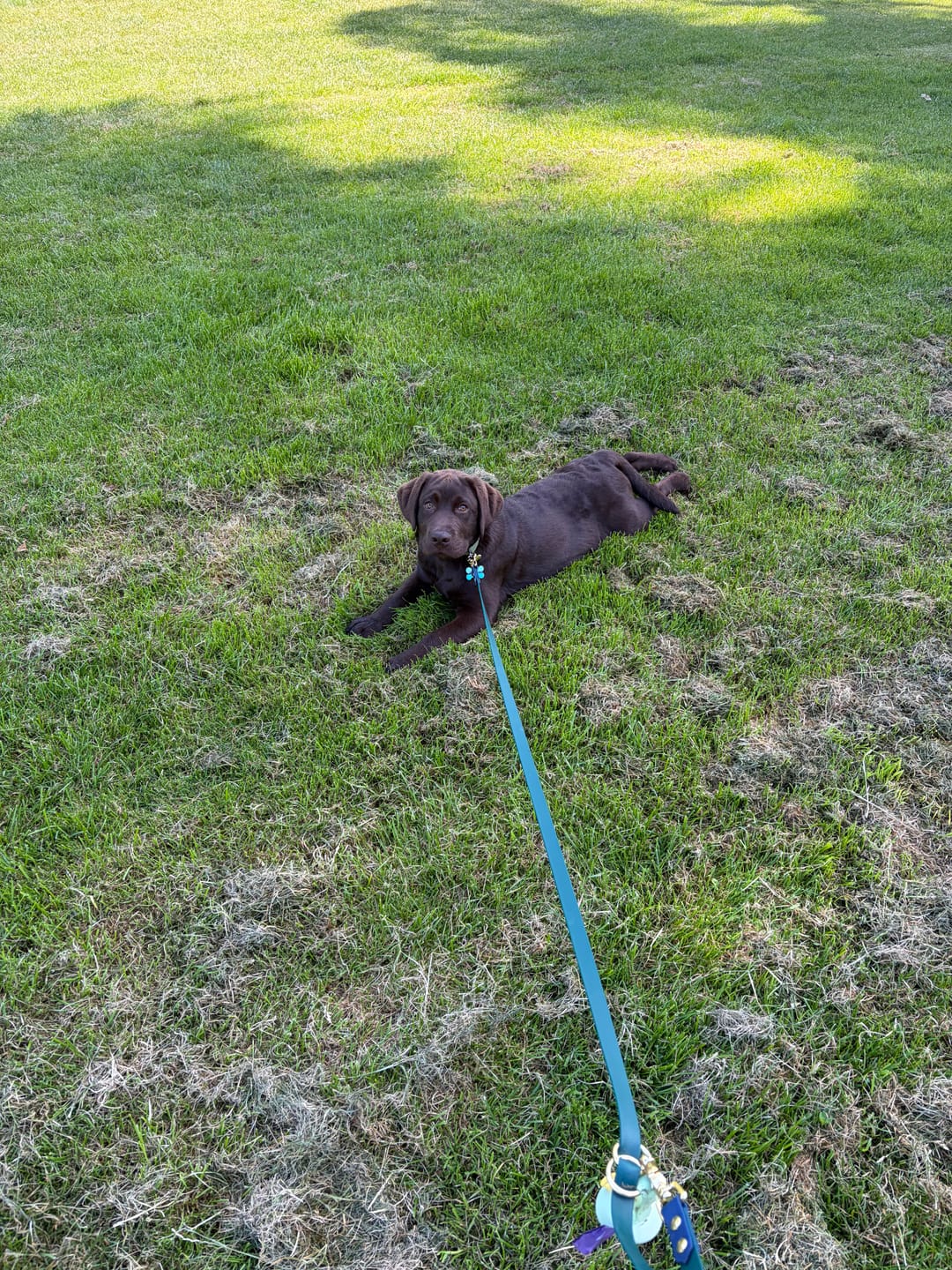 Customer photo review of Waterproof Two-Tone Classic Dog Leash | Built with BioThane®