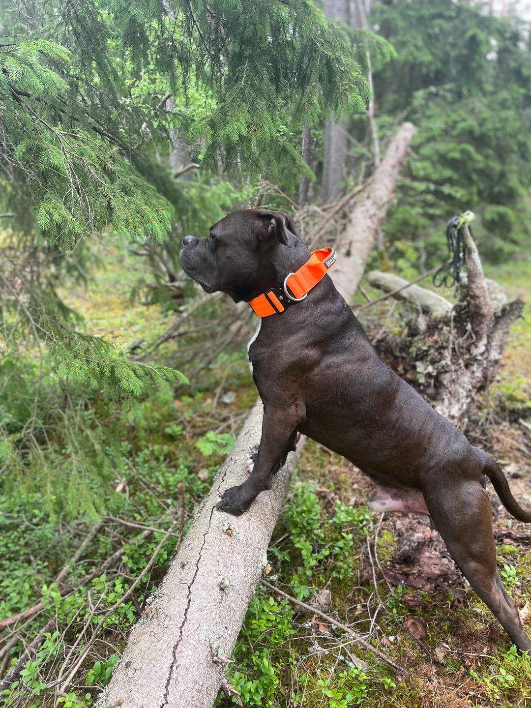 Customer photo review of 5cm Combat® Collar | With Handle & Secure Clip - Orange