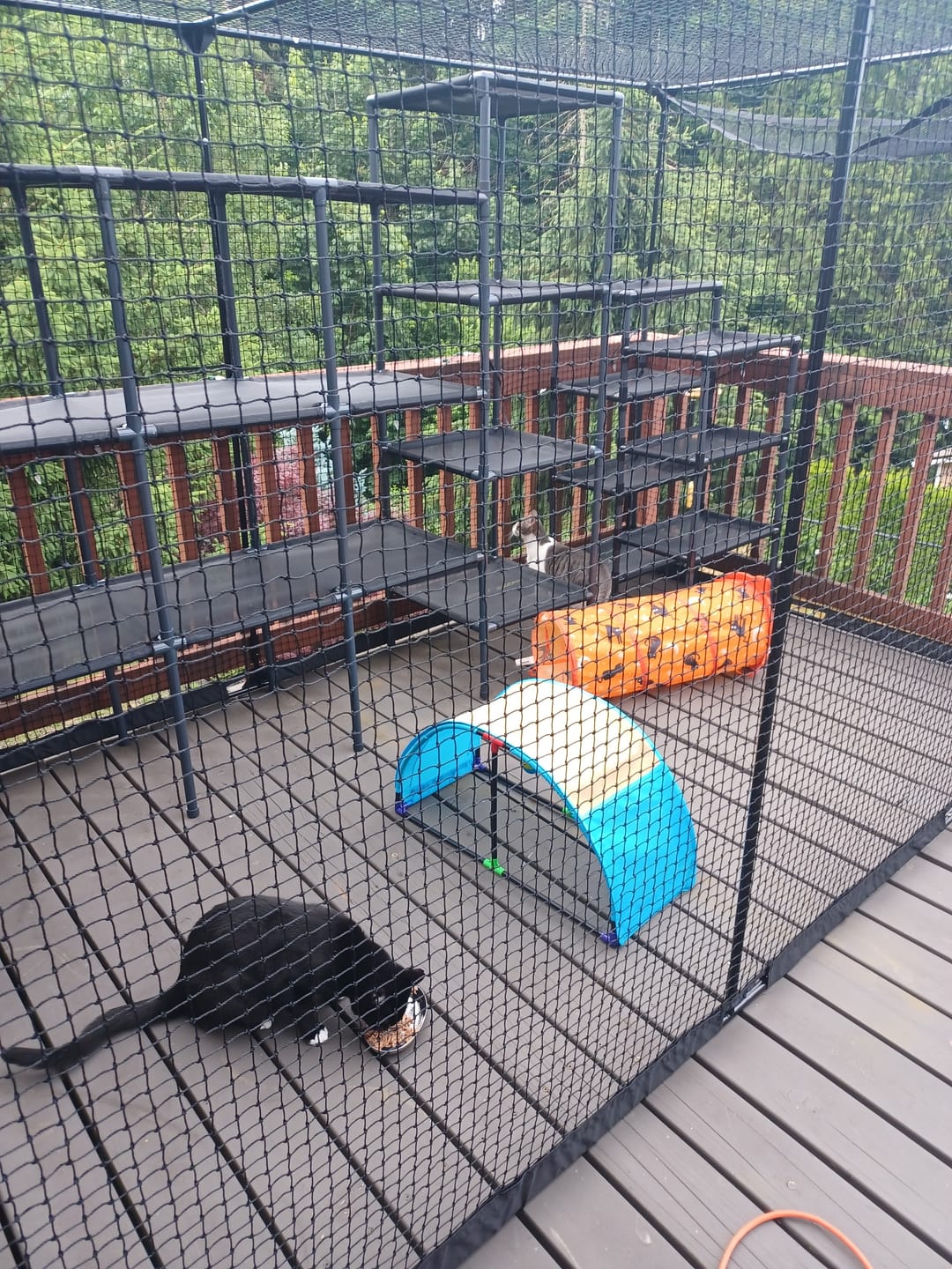 Customer photo review of Cat Enclosure | XL