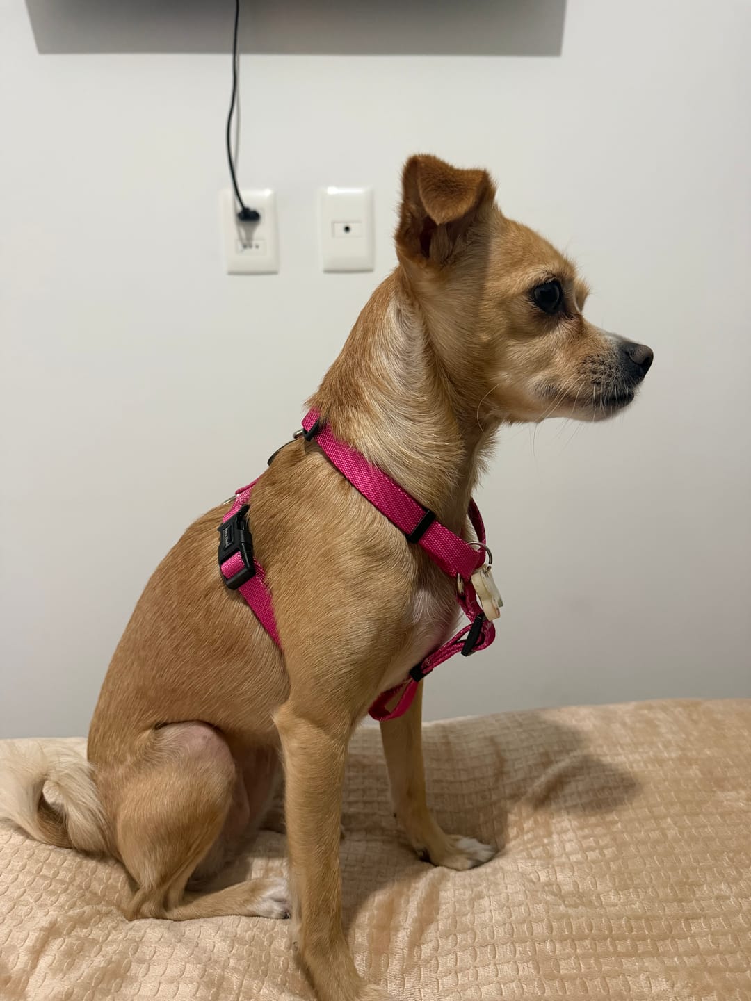 Customer photo review of Arnes H Pets Club Confort