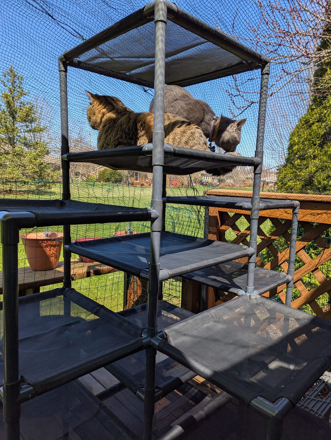 Customer photo review of Durable Cat Tower | Peak