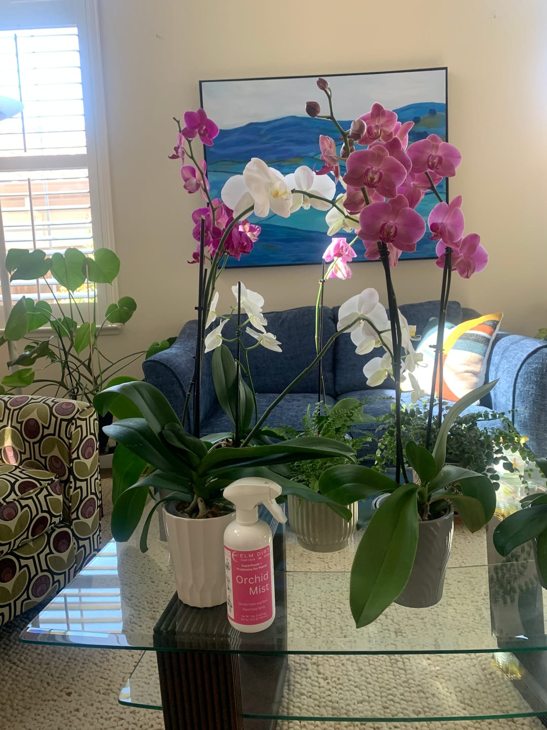 Customer photo review of Orchid Mist Foliar Feed