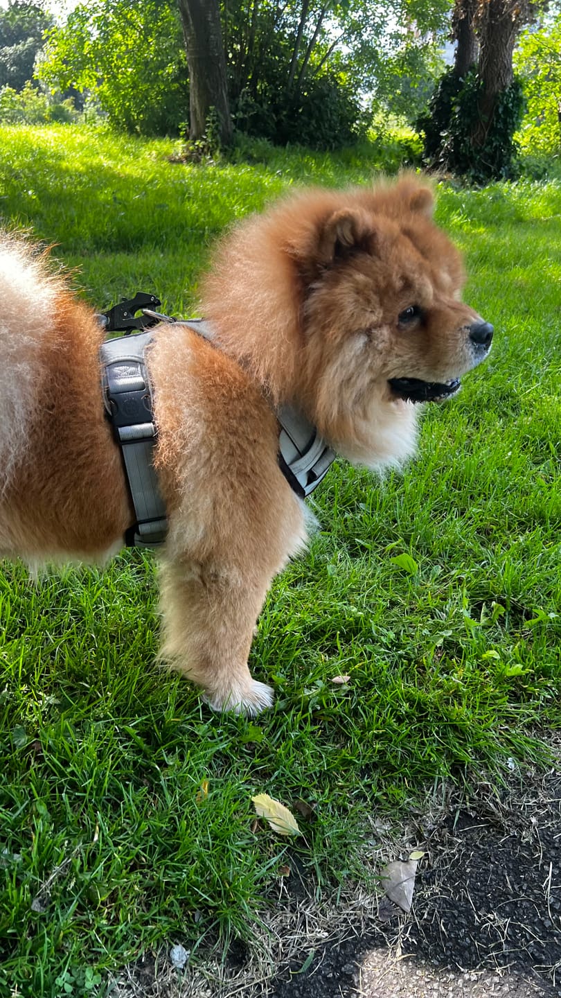 Customer photo review of 1.4m Swivel Combat Lead | Anti-Tangle & Secure Clip - Metal Grey
