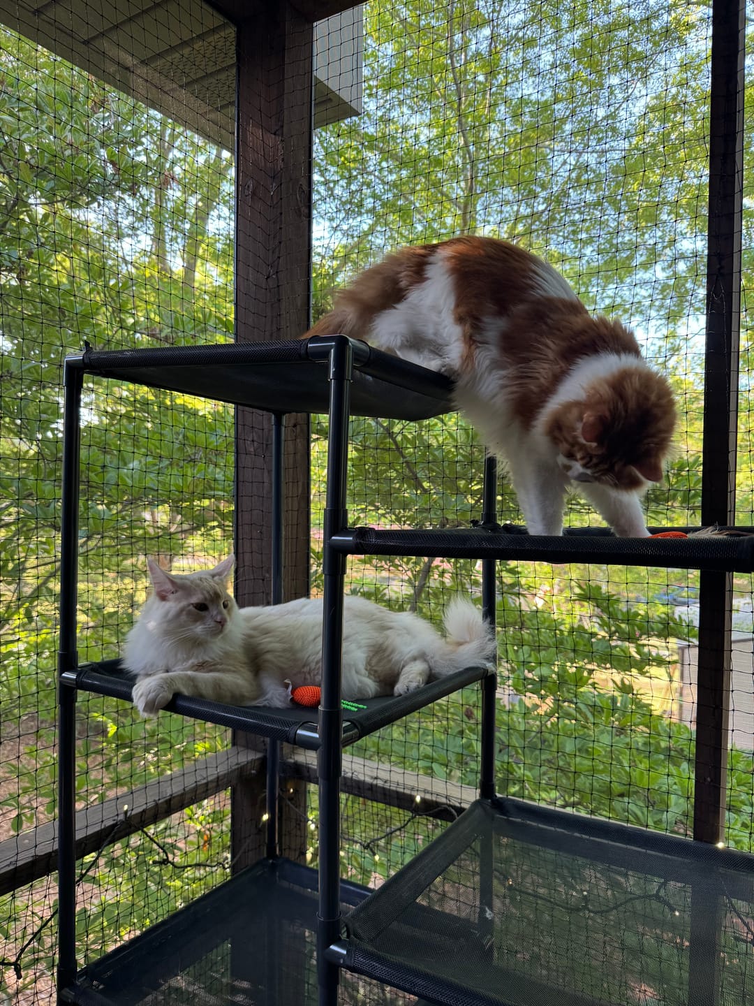 Customer photo review of Durable Cat Tower - Vista
