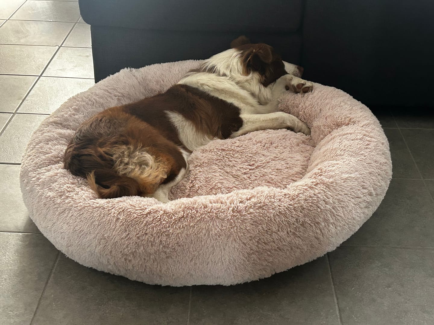 Customer photo review of Cama Antiestrés para Perros