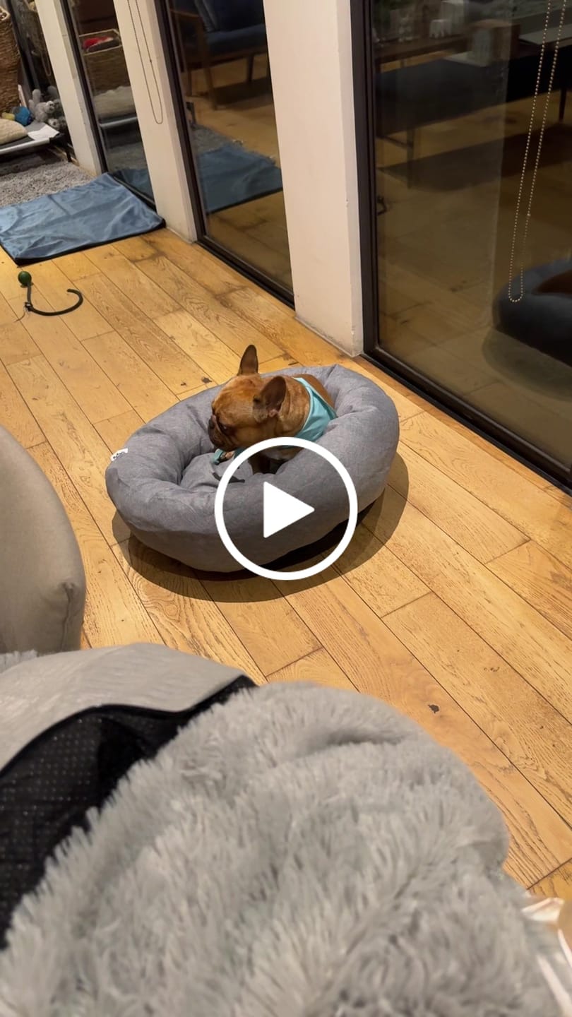 Customer video review of Cama Antiestrés para Perros