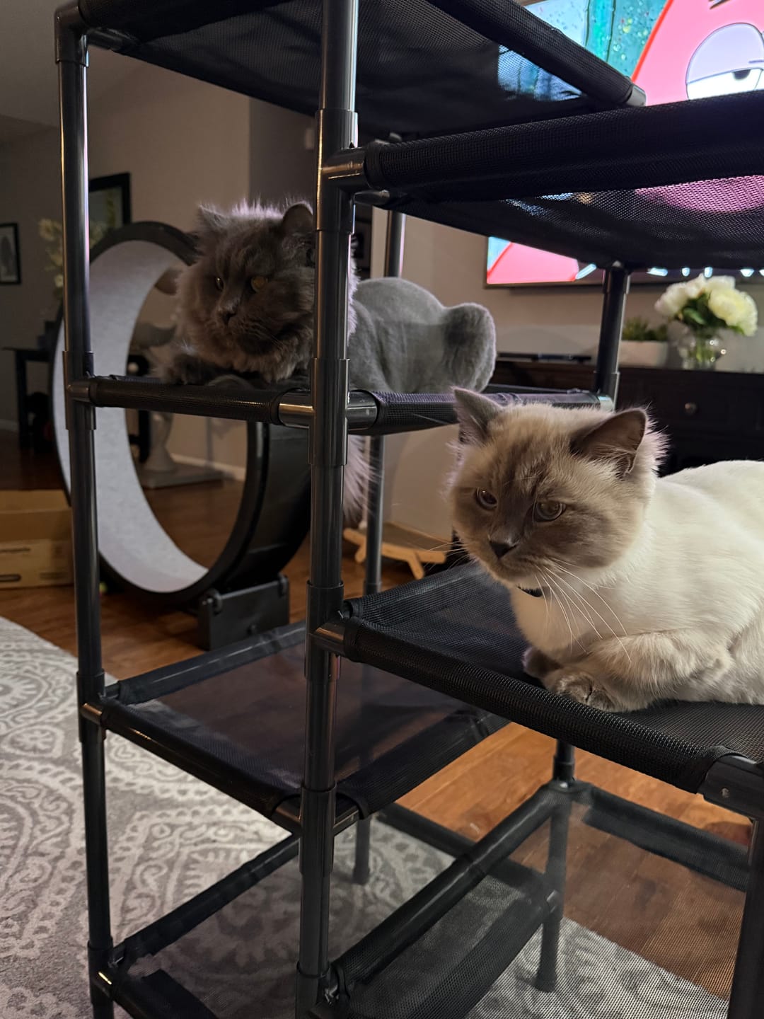 Customer photo review of Durable Cat Tower - Haven