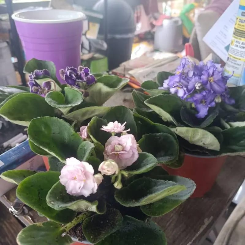 Customer photo review of African Violet in 4" Grow Pot Set - Indoor Flower Plant - Plant Lover Gift - White, Pink, Violet Live Flower Plant - Blooms All Year Round
