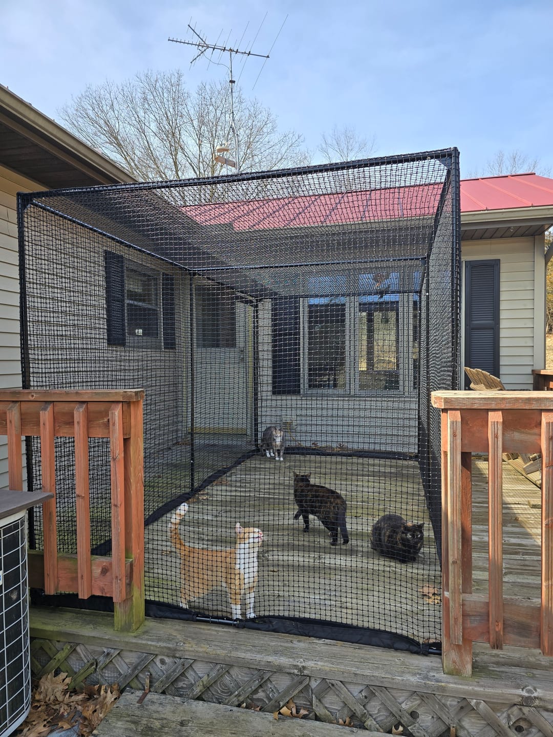 Customer photo review of Cat Enclosure | XL