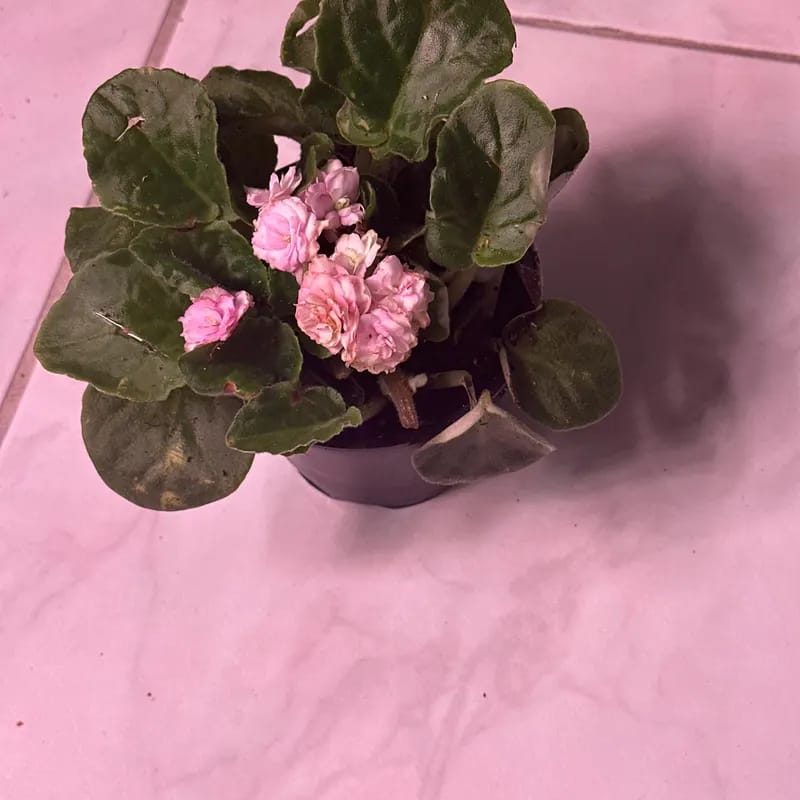 Customer photo review of African Violet in 4" Grow Pot Set - Indoor Flower Plant - Plant Lover Gift - White, Pink, Violet Live Flower Plant - Blooms All Year Round