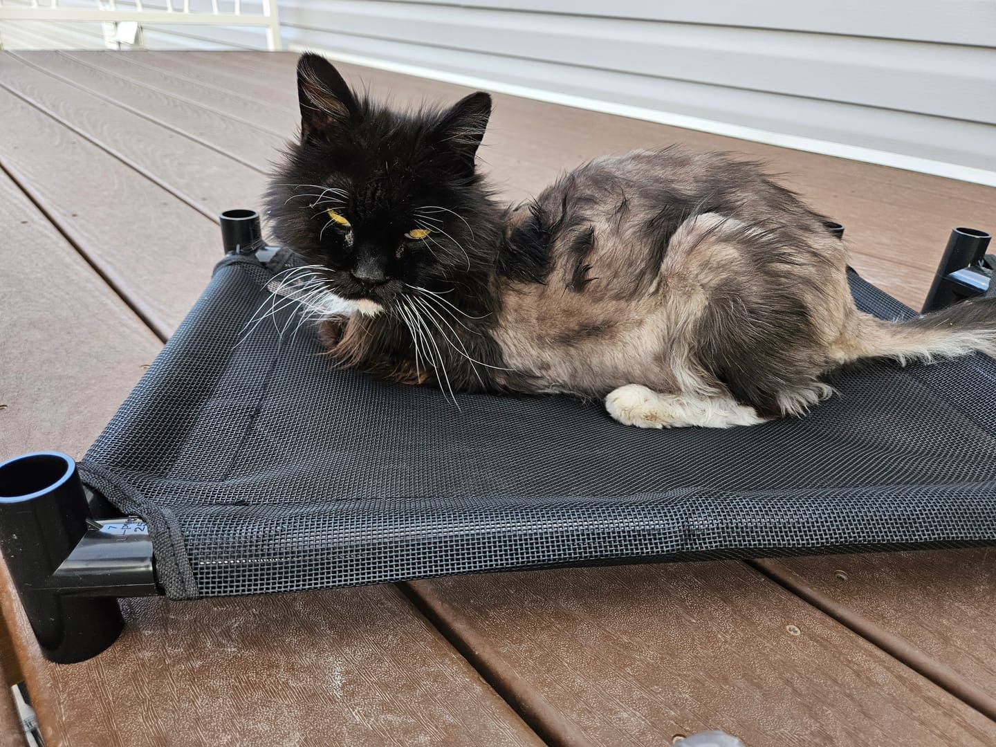 Customer photo review of Durable Cat Tower - Haven