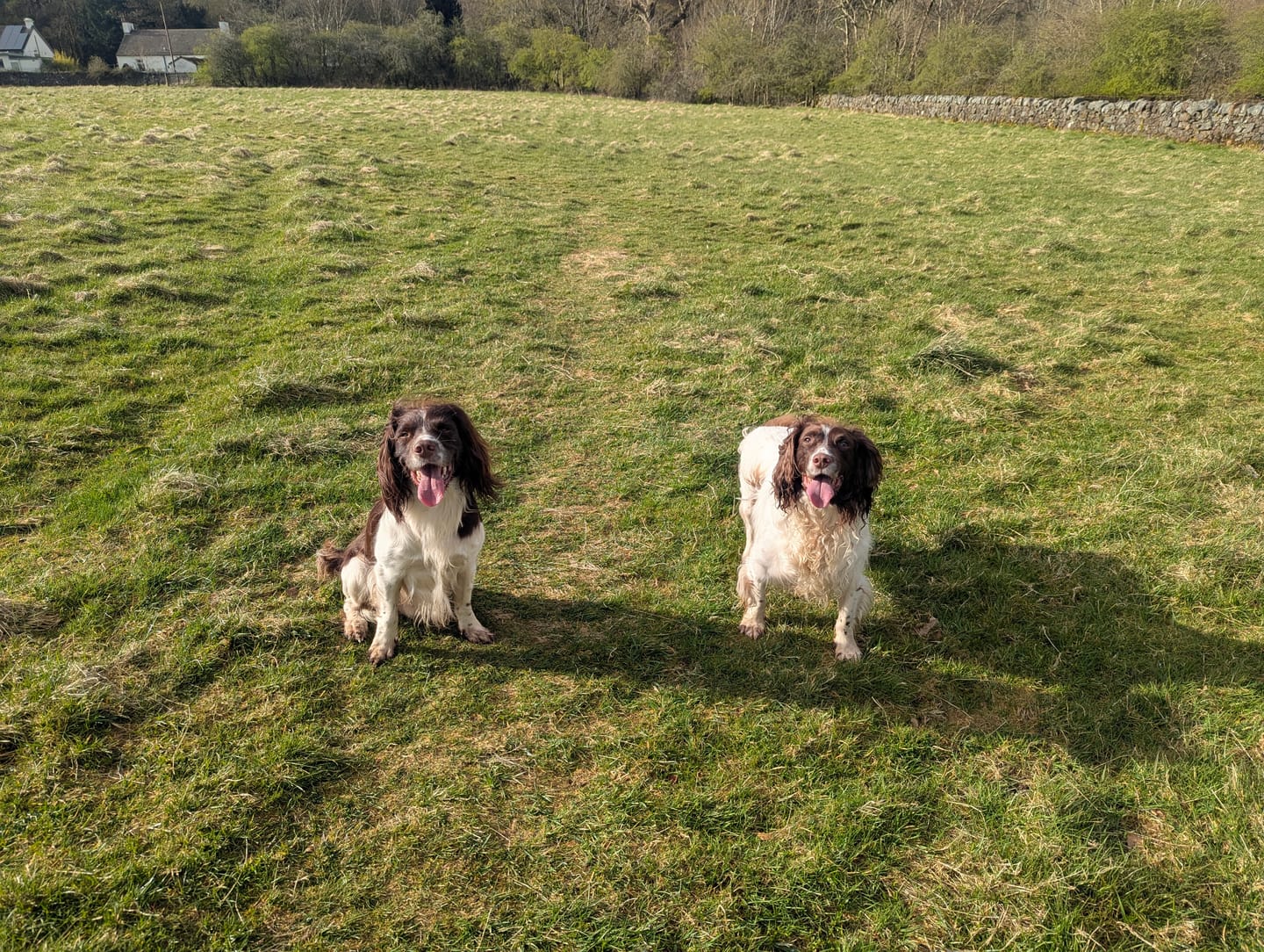 Customer photo review of Natural Scottish Salmon Oil 2500ml | For Dogs & Cats