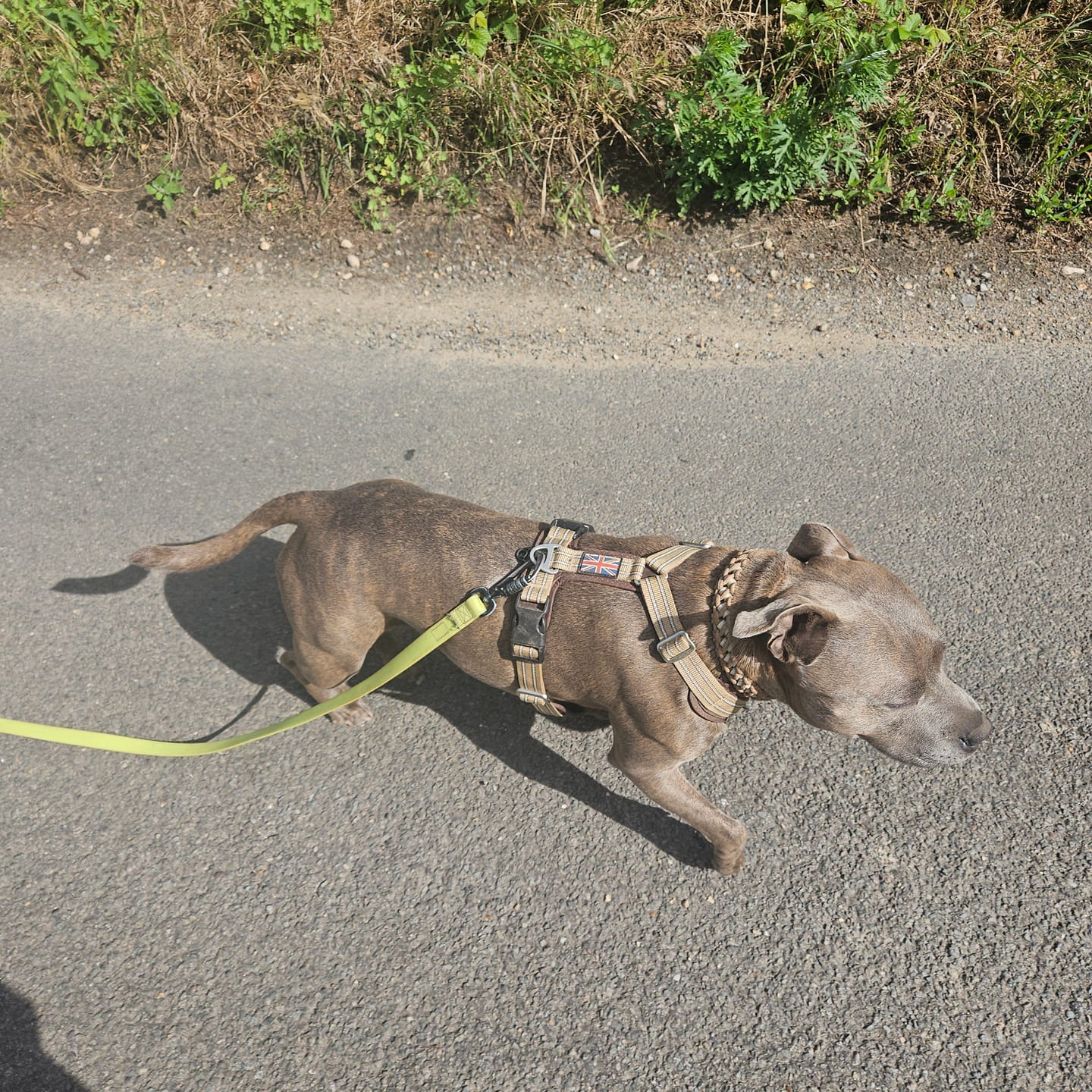 Customer photo review of Staffordshire Bull Terrier 1935® Harness & Leash Set - Tahvo's Milkshake Edition -  Beige & Chocolate