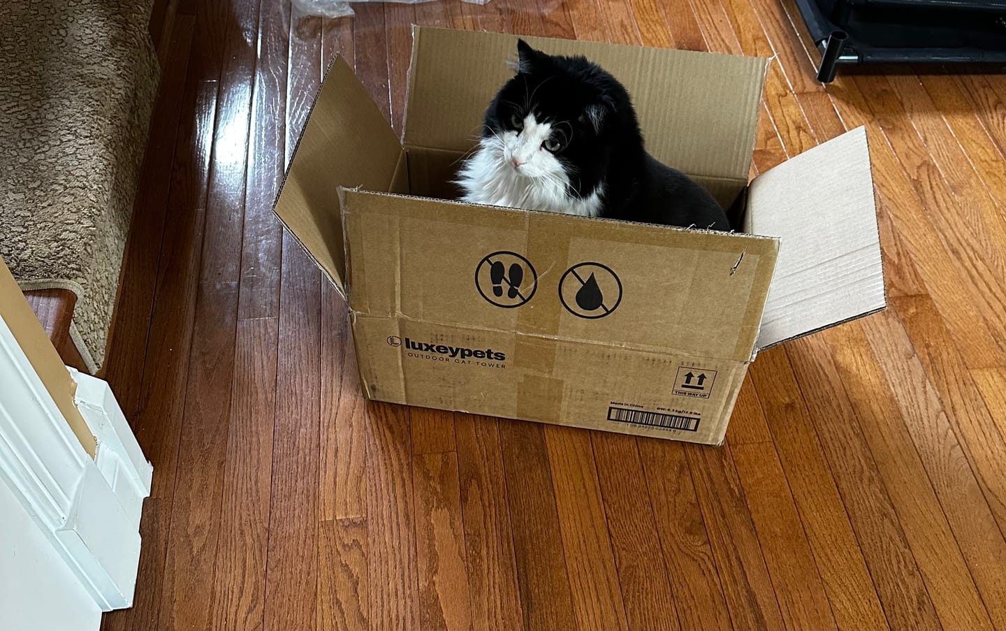 Customer photo review of Durable Cat Tower - Haven