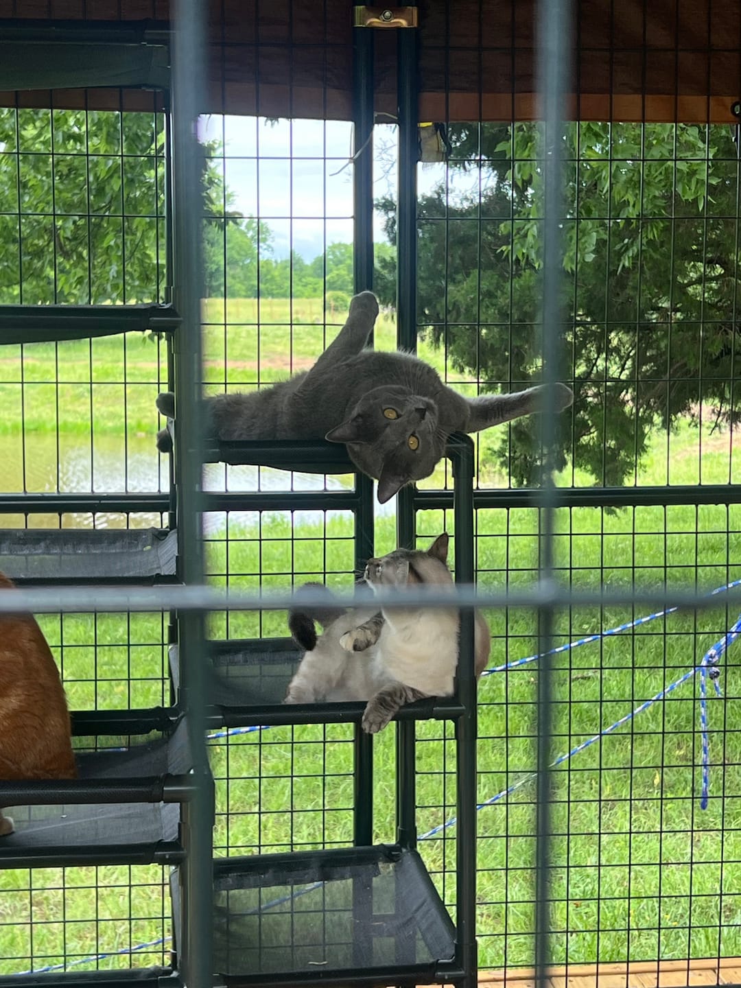 Customer photo review of Durable Cat Tower - Haven
