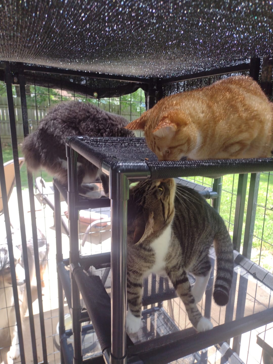 Customer photo review of Durable Cat Tower - Haven