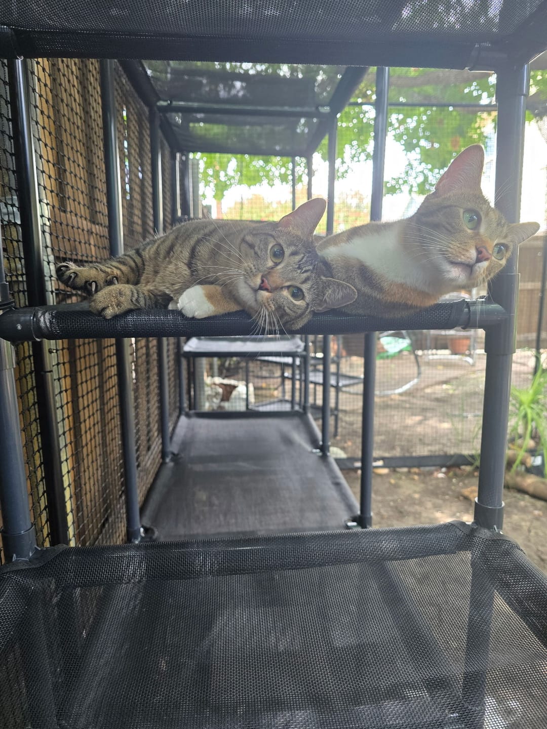 Customer photo review of Durable Cat Tower - Vista