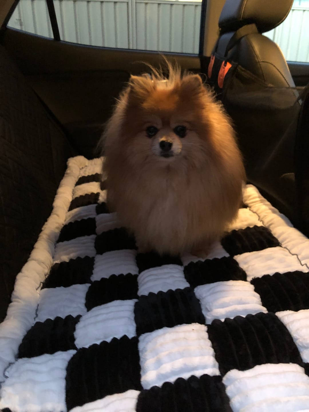 Customer photo review of Companion&Co™ Hard Bottom Car Seat Cover