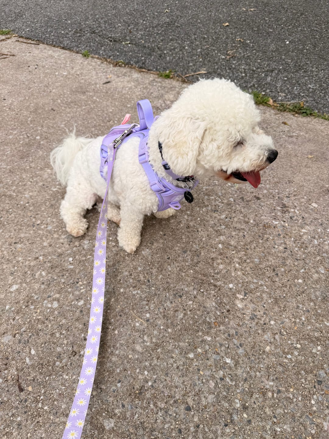 Customer photo review of Lavender Lush - Adventure Harness