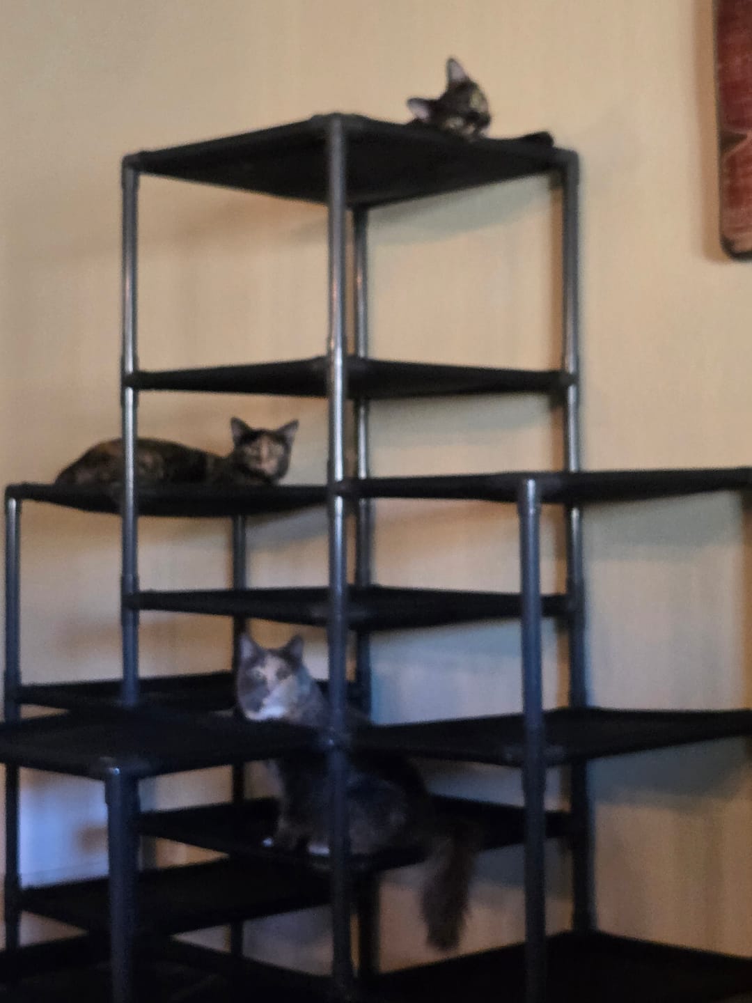 Customer photo review of Durable Cat Tower | Peak