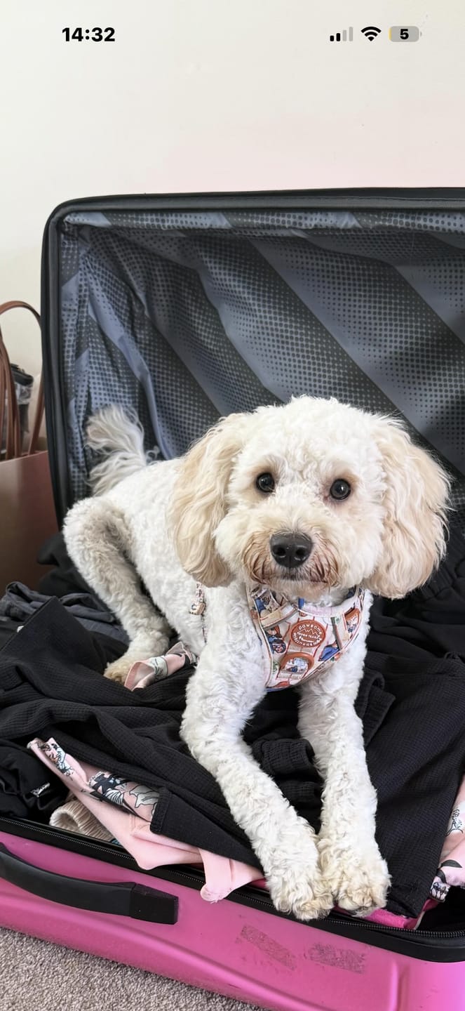 Customer photo review of Paddington™ Tough Trails™ Harness - Peckish Paddington
