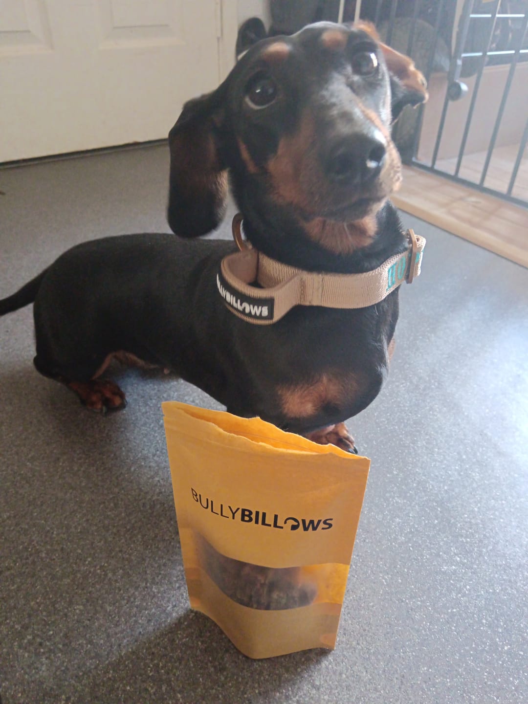 Customer photo review of Dog Training Treats - Boar - 100g