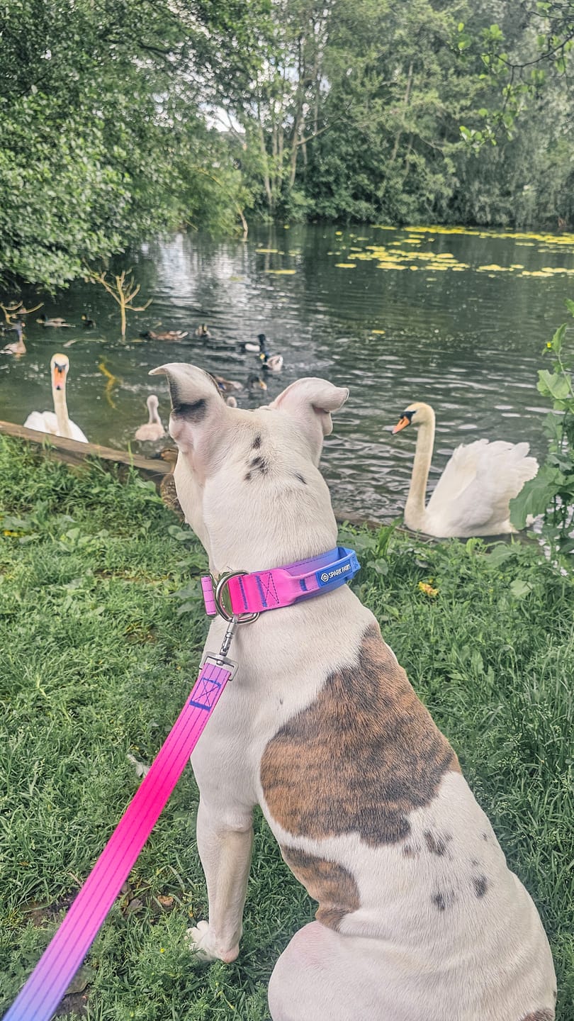Customer photo review of Comfort Control Collar Set - Snow Cone