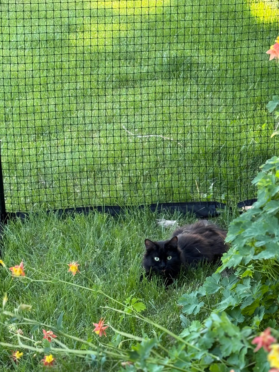 Customer photo review of Cat Enclosure | XL