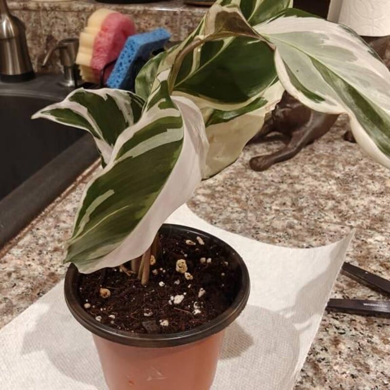 Customer photo review of Calathea Fusion White in a 4" Nursery Pot