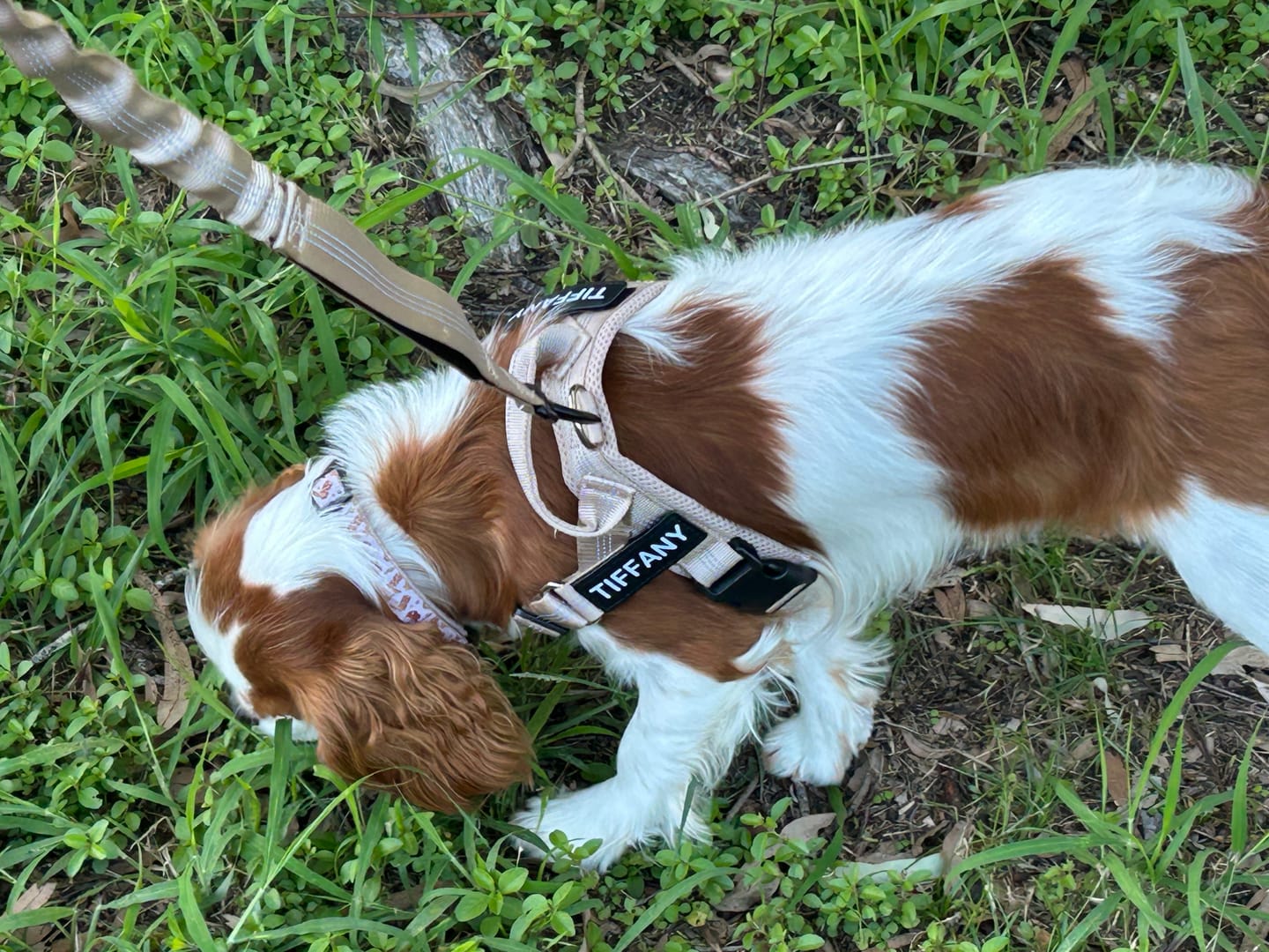 Customer photo review of The Good Dog Harness