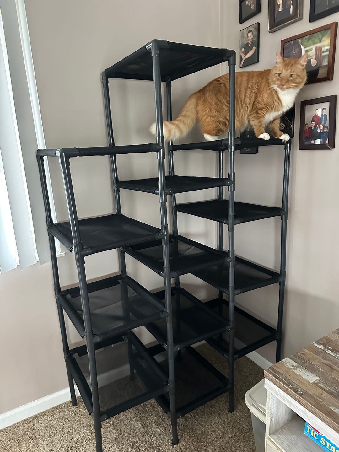 Customer photo review of Durable Cat Tower - SkyRise