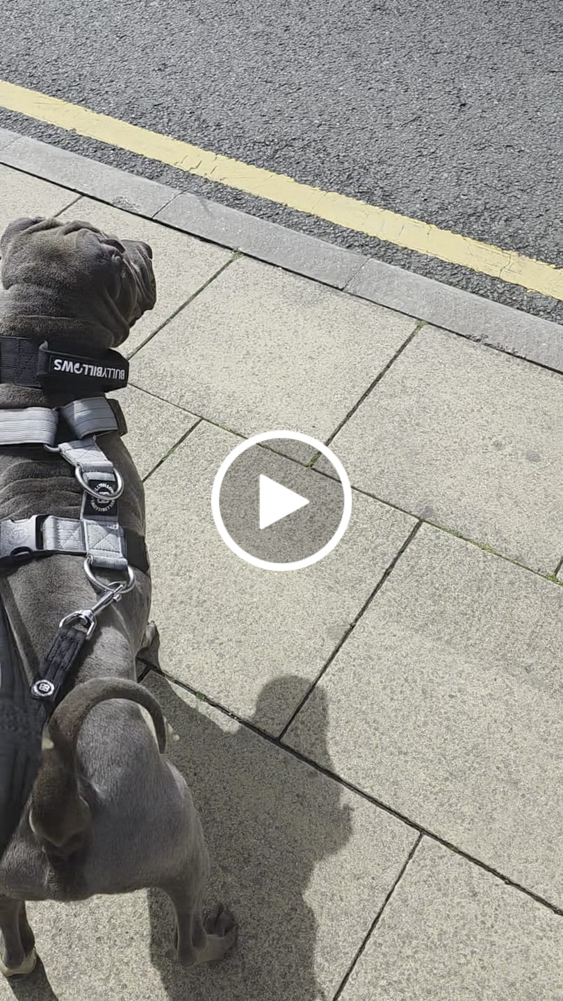 Customer video review of 5cm Combat® Collar | With Handle & Secure Clip - Black