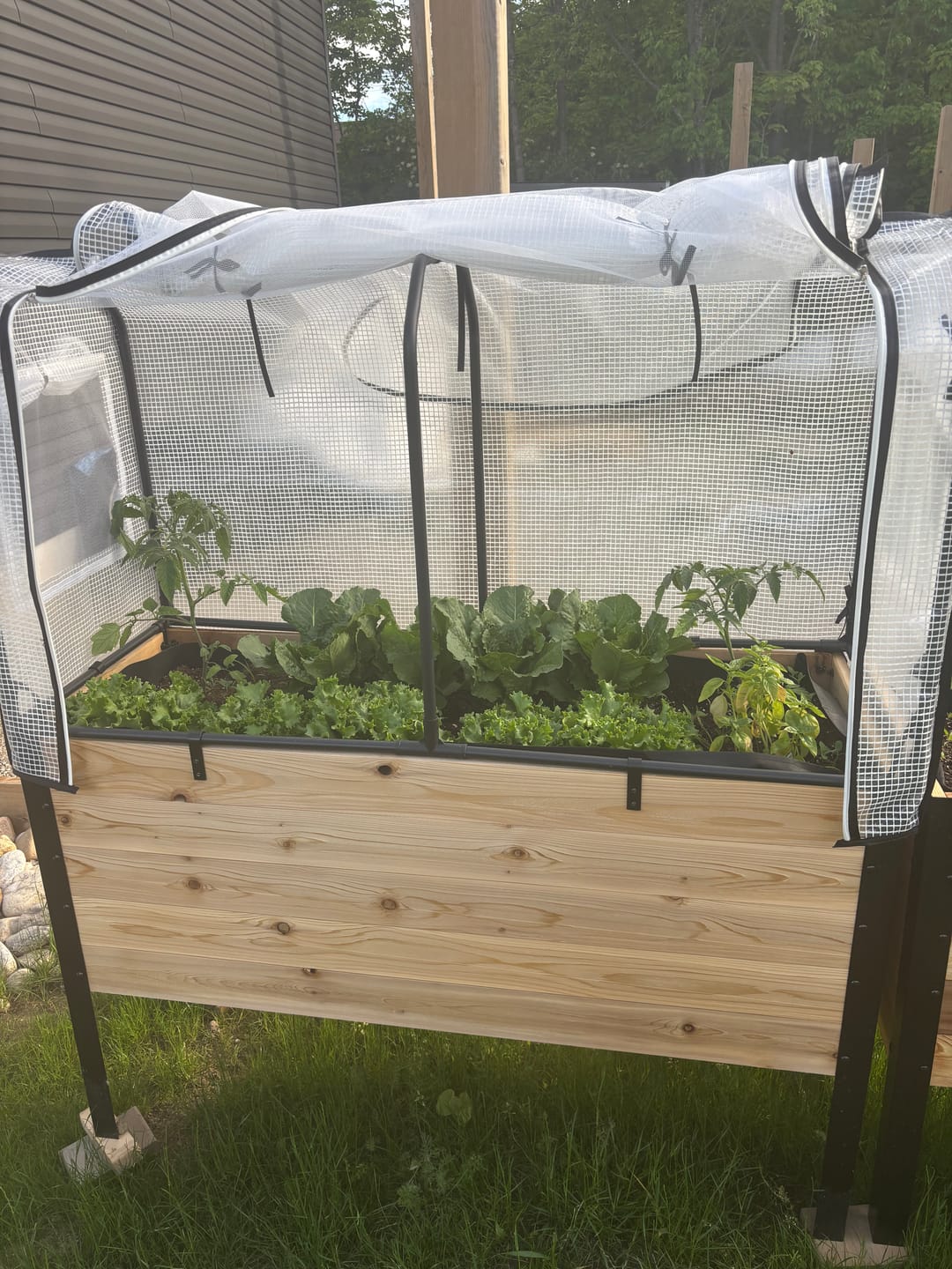 Customer photo review of Greenhouse Cover