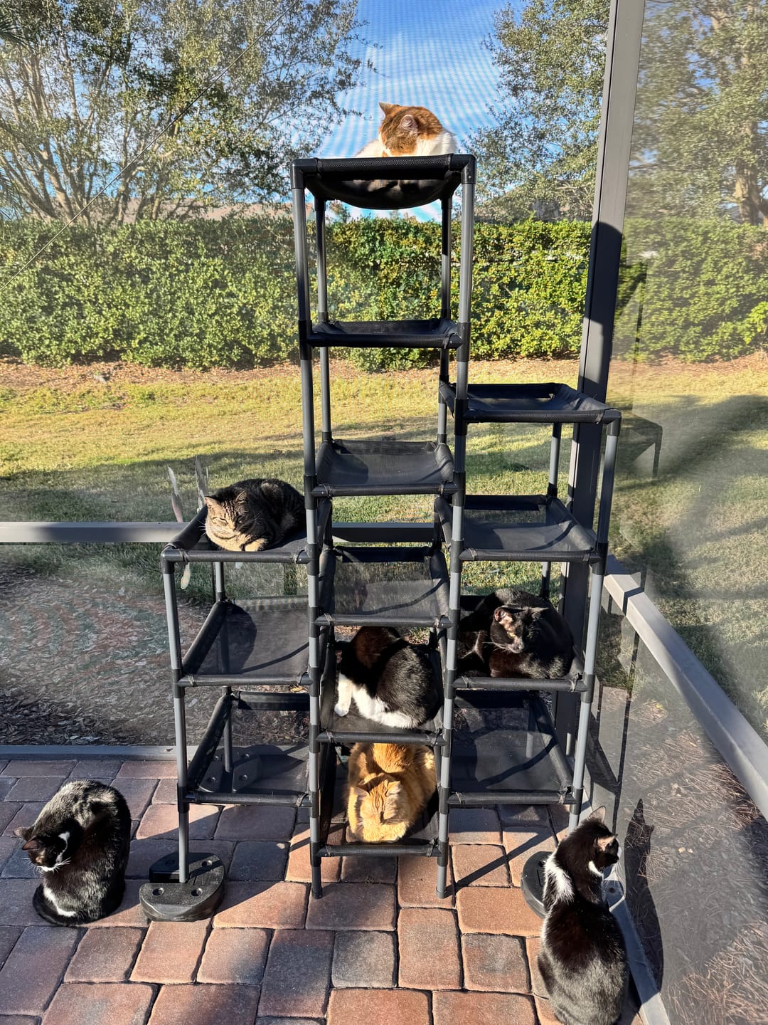 Customer photo review of Durable Cat Tower - Haven