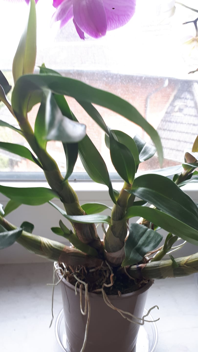 Customer photo review of Dendrobium Hibiki mit pinken Blüten