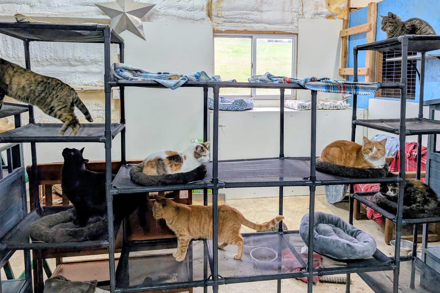 Customer photo review of Durable Cat Tower - Vista
