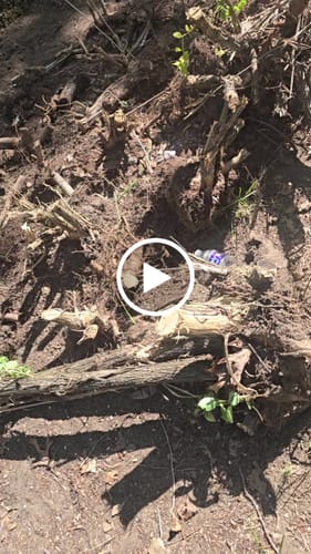 Customer video review of Tree Trimming/Wood Cutting – Japanese Teeth Arc Edge 6 TPI Reciprocating Saw Blade