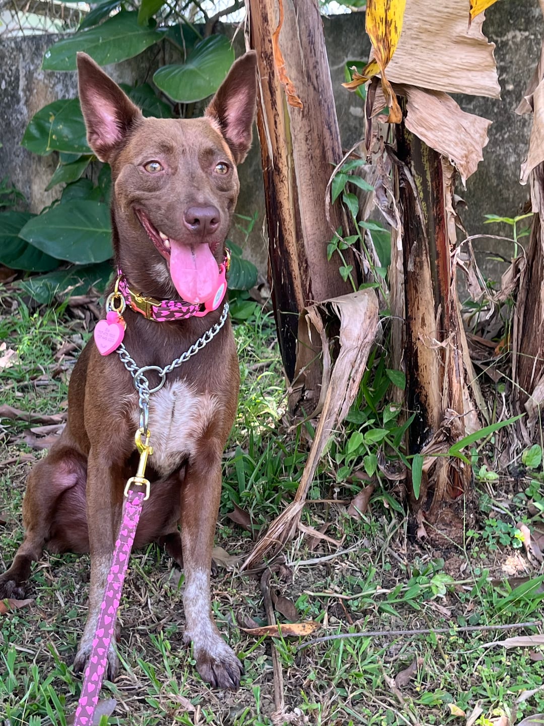 Customer photo review of Sweetheart  Dog Collar