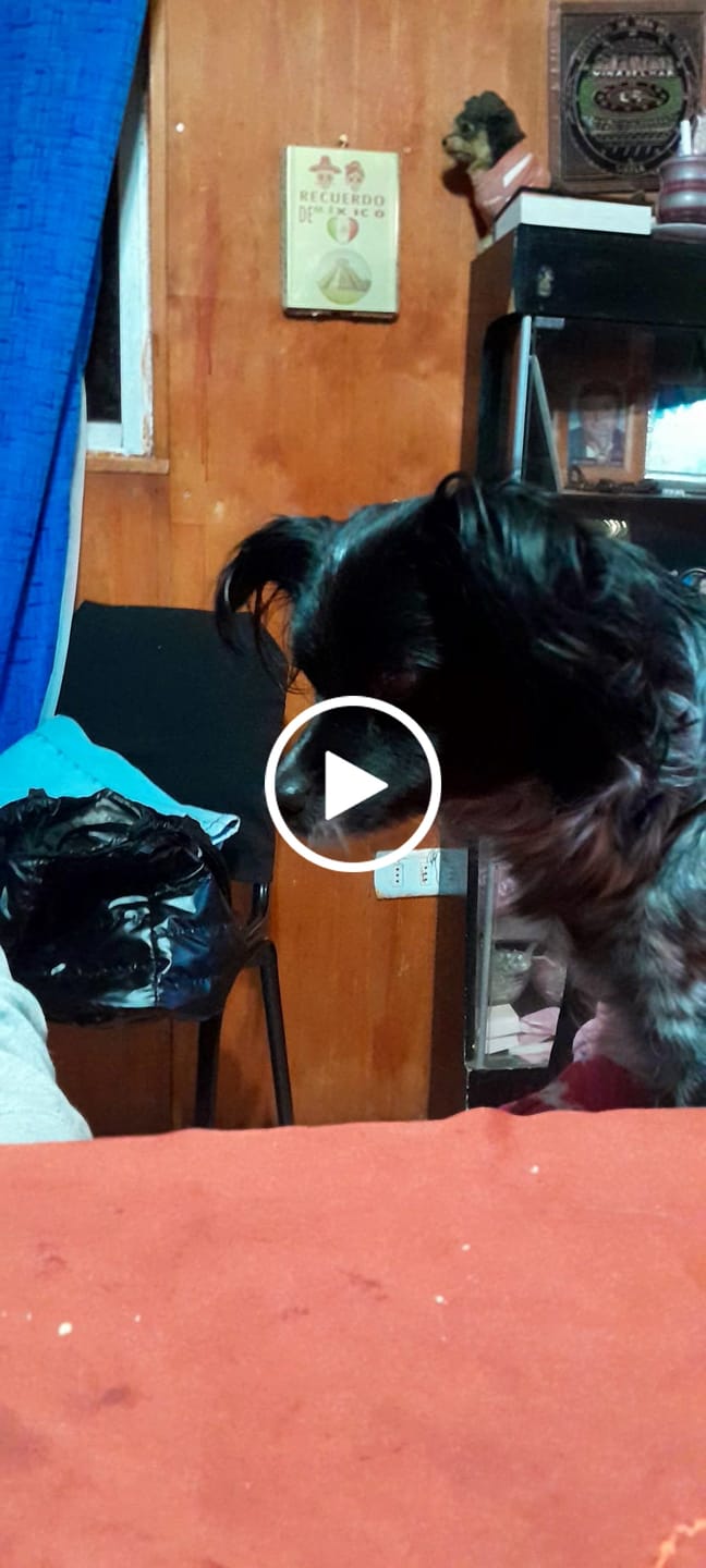 Customer video review of CHAMPION ADULTO MYG CARNE Y POLLO 19.5KG