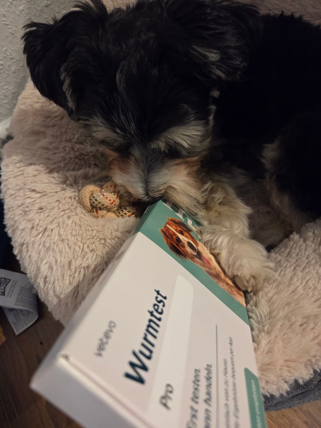 Customer photo review of Wurmtest Pro Hund