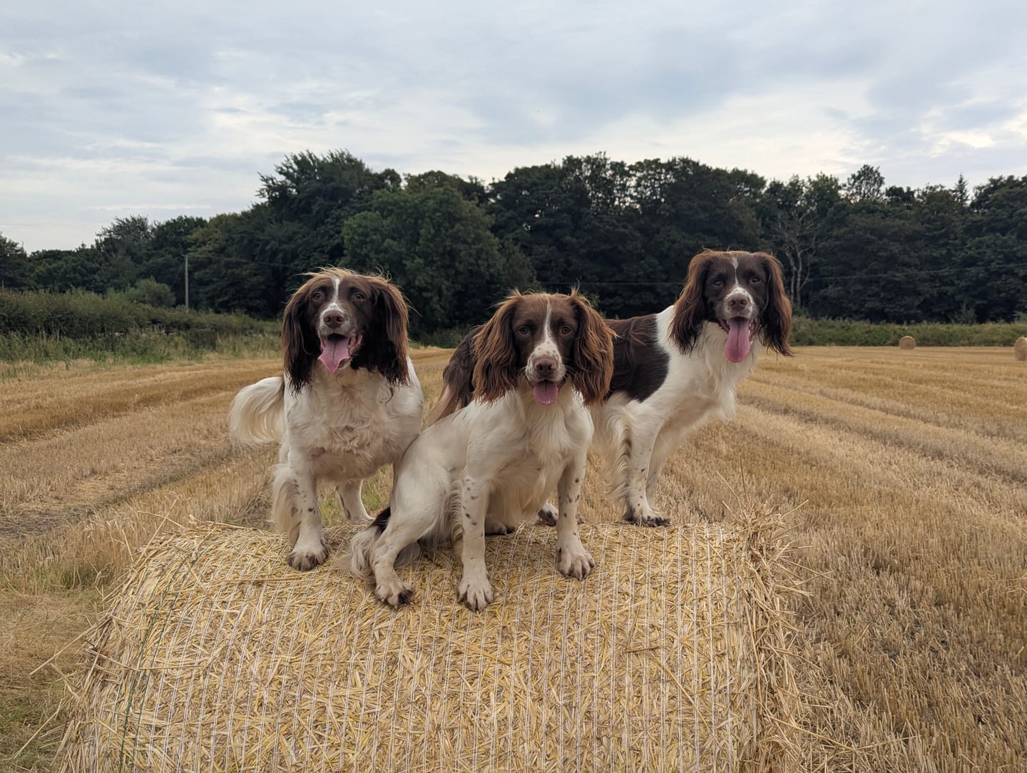 Customer photo review of 100% Natural Chicken Nibbles for Dogs and Cats | 100g