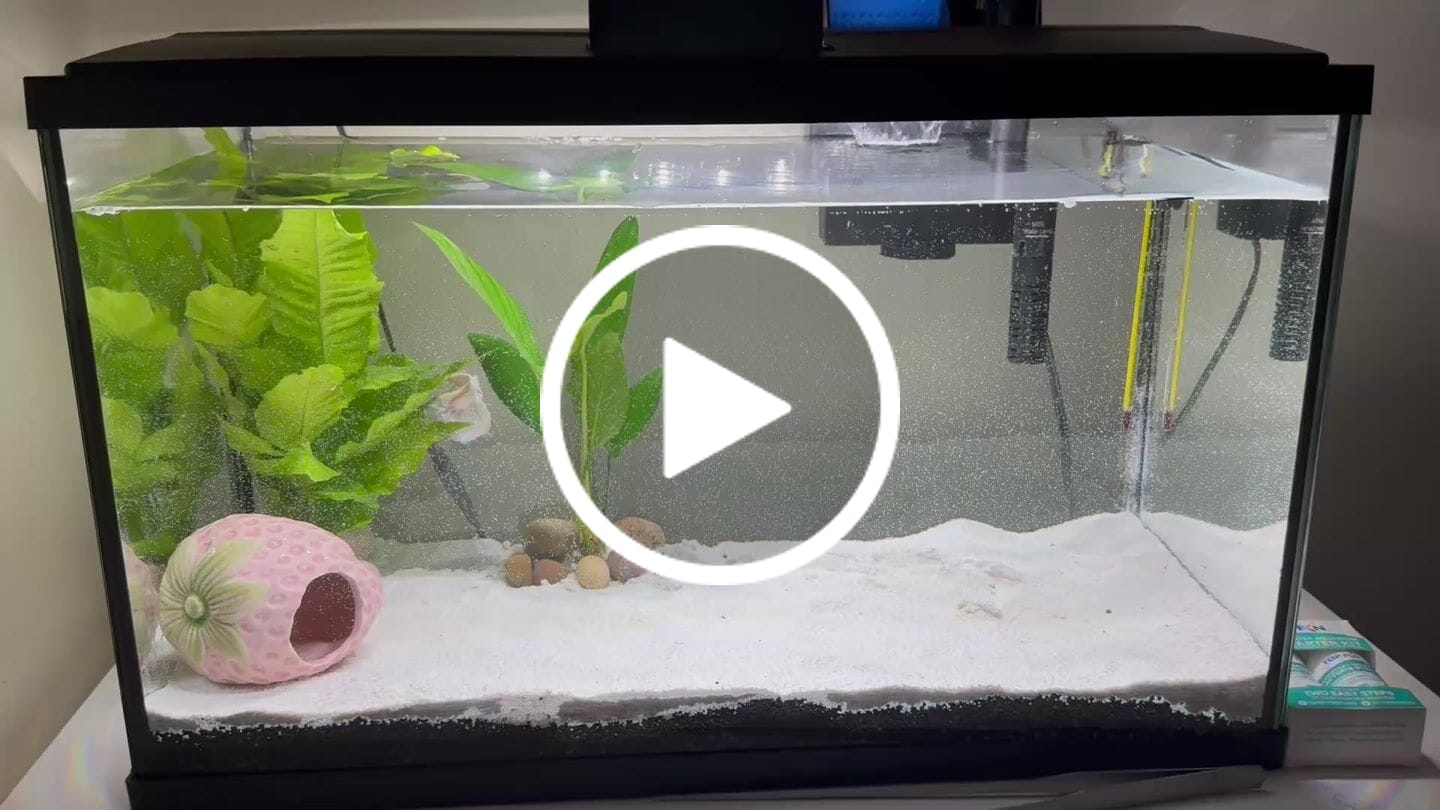 Customer video review of Super White Dumbo Ear Halfmoon Male Betta Fish